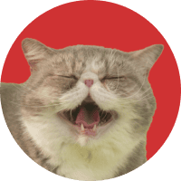 20XX年の未来を知る（？）語り部 不思議な猫 顔写真